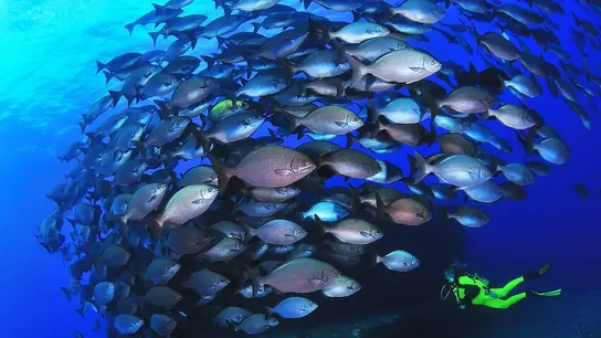 España, un paso más cerca de tener el primer parque nacional exclusivamente marino en la isla de El Hierro Buceadora en cardumen chopas Mar Calmas Hierro.