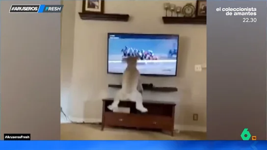 La graciosa reacción de un perro que ve en televisión una carrera de caballos La graciosa reacción de un perro que ve en televisión una carrera de caballos