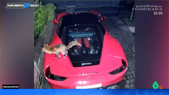 La jugarreta de un zorro en el coche de un vecino: "Menos mal que está todo grabado" La jugarreta de un zorro en el coche de un vecino: "Menos mal que está todo grabado"