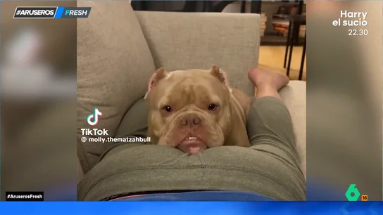 La graciosa reacción de un perro cuando su dueño se tira una ventosidad en su cara mientras dormía La graciosa reacción de un perro cuando su dueño se tira una ventosidad en su cara mientras dormía