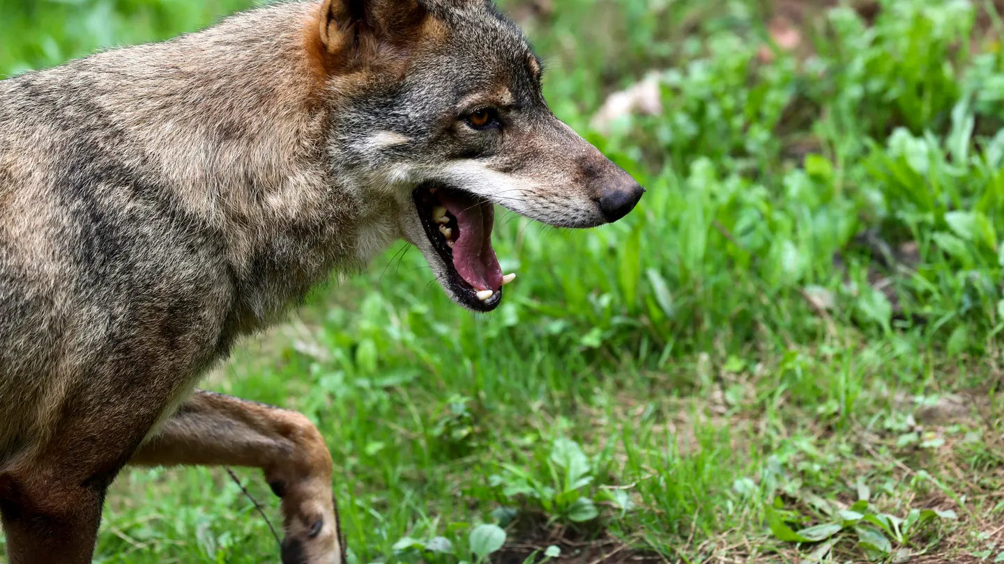 Un lobo Ibérico en una imagen de archivo. Un lobo Ibérico en una imagen de archivo.