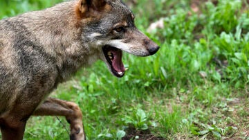 Un lobo Ibérico en una imagen de archivo.