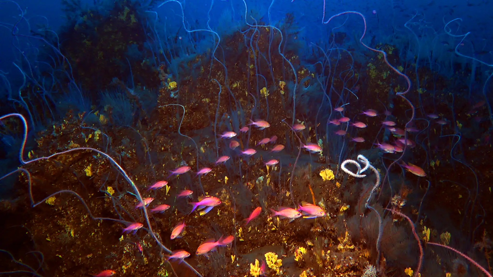 Corales y peces en la lava submarina del volcán Tajogaite de La Palma Corales y peces en la lava submarina del volcán Tajogaite de La Palma