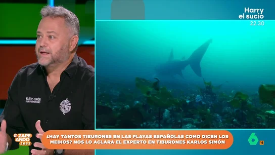Un experto en tiburones explica qué especies es posible encontrar en las cosas españolas Karlos Simón indica que, a pesar de que los avistamiento de estos animales ha aumentado, "no es para alarmarse". El experto explica que este aumento puede deberse, por ejemplo, al cambio climático.