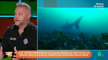 Un experto en tiburones explica qué especies es posible encontrar en las cosas españolas