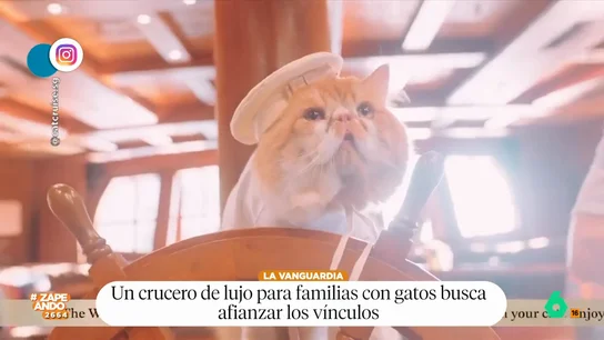 Aviones para perros y cruceros para gatos: ¿utilidad o pijada? Con el aumento del número de mascotas cada vez se diseñan más servicios pensados para el disfrute de los animales. Pero, ¿hasta que punto son necesarios? El veterinario Víctor Algra da su opinión sobre ellos.
