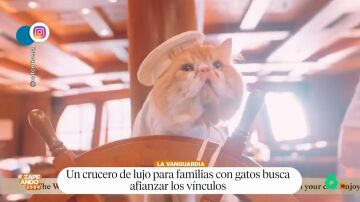 Aviones para perros y cruceros para gatos: ¿utilidad o pijada?