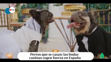 Esta es la última tendencia entre los dueños de perros: las bodas caninas