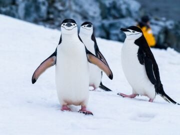 Pingüinos en la nieve