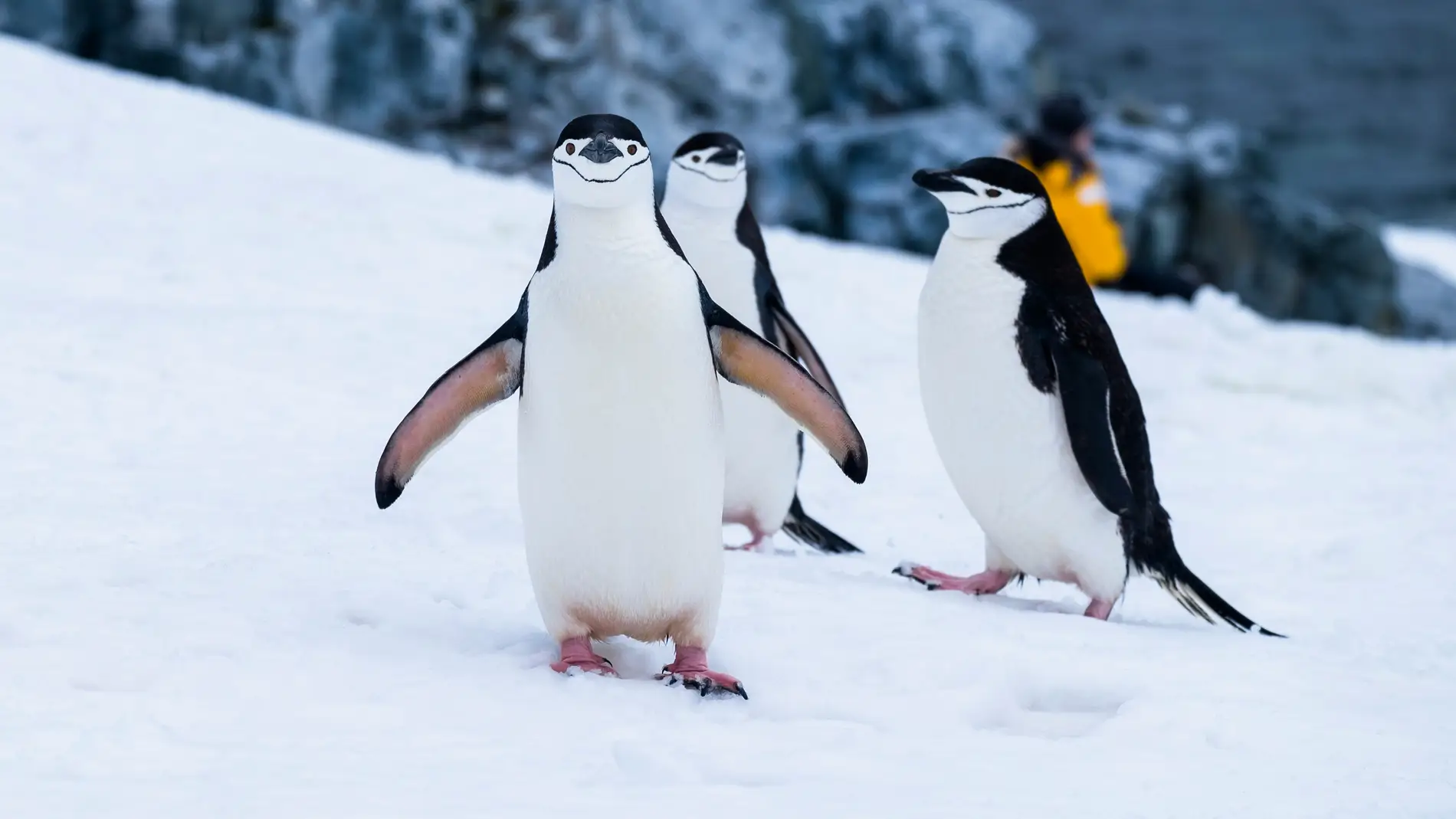 Pingüinos en la nieve Pingüinos en la nieve