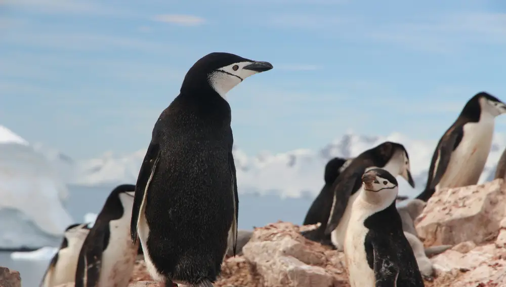 Pingüinos Pingüinos