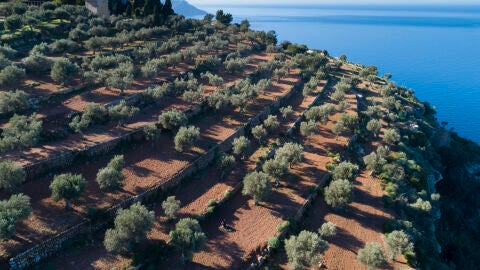 Olivos en la Sierra de Tramontana. Mallorca