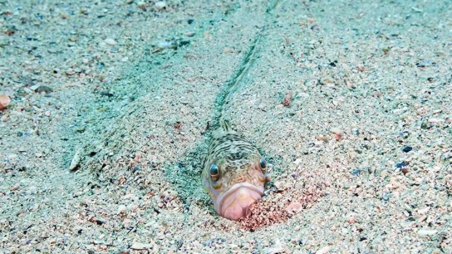 La faneca, el pez araña que amenaza las playas: cómo actuar ante su picadura y evitarla Un pez escondido en la arena.