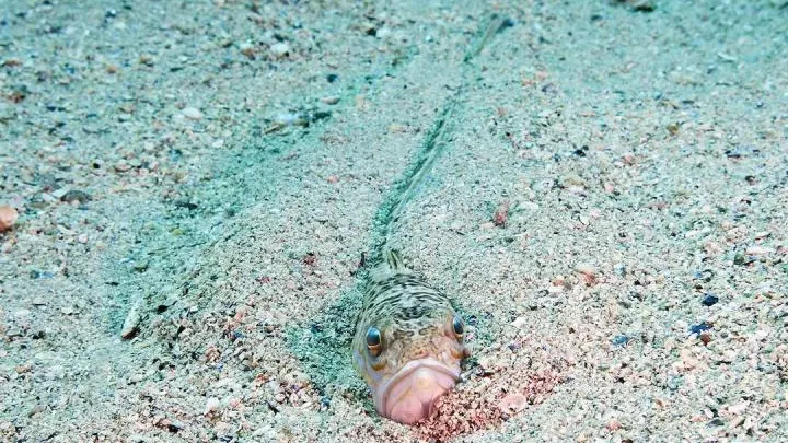 Un pez escondido en la arena.