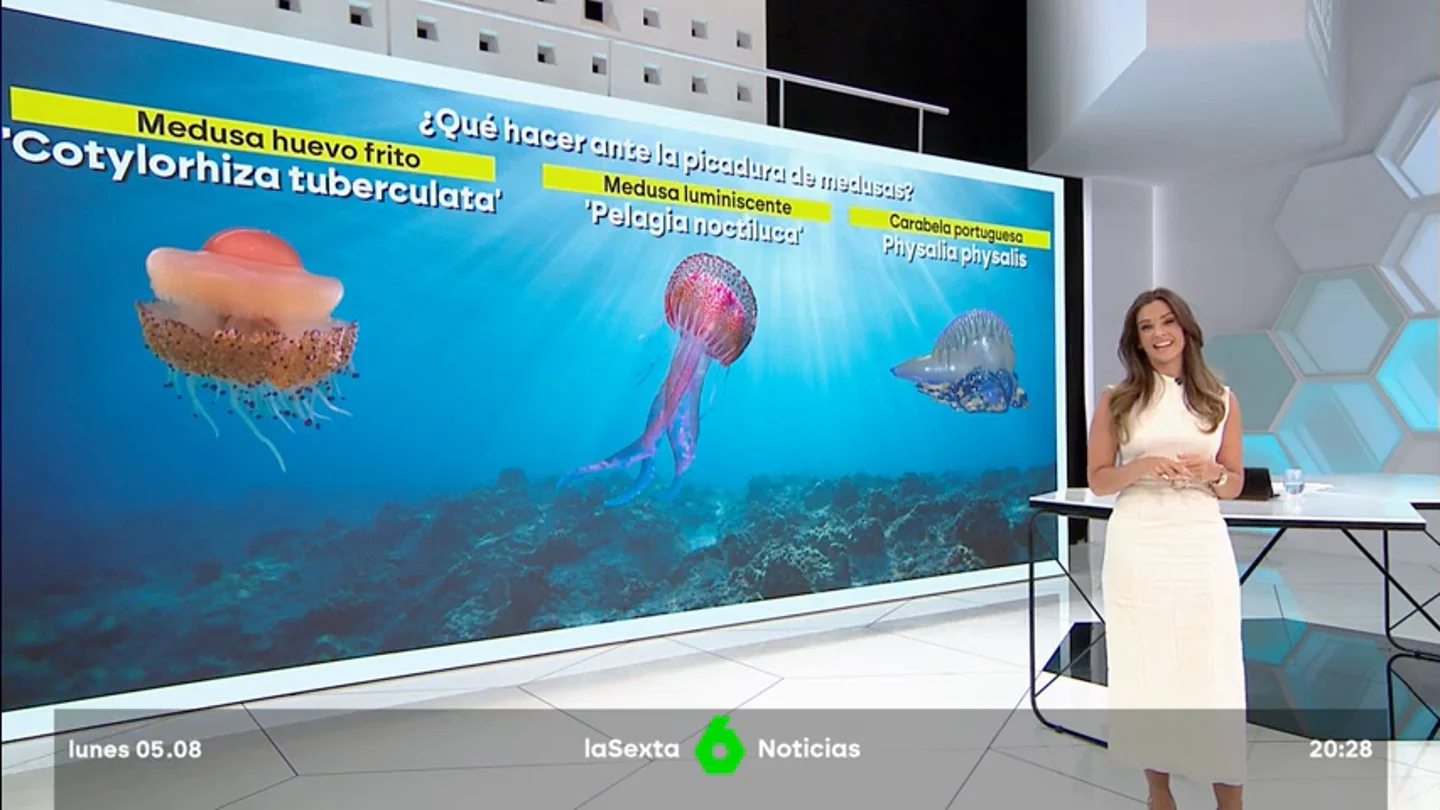 medusas medusas