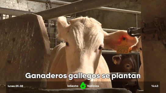 ternera gallega ternera gallega