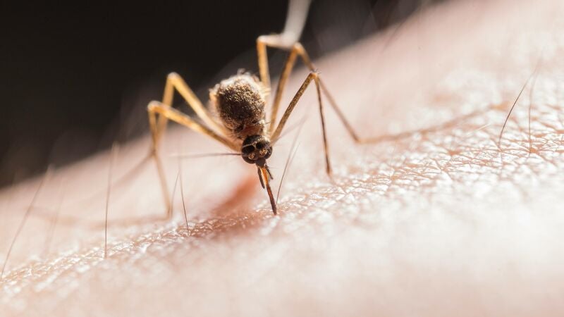 Insectos y animales que nos pican más en verano: ¿qué riesgos hay y cómo protegernos?