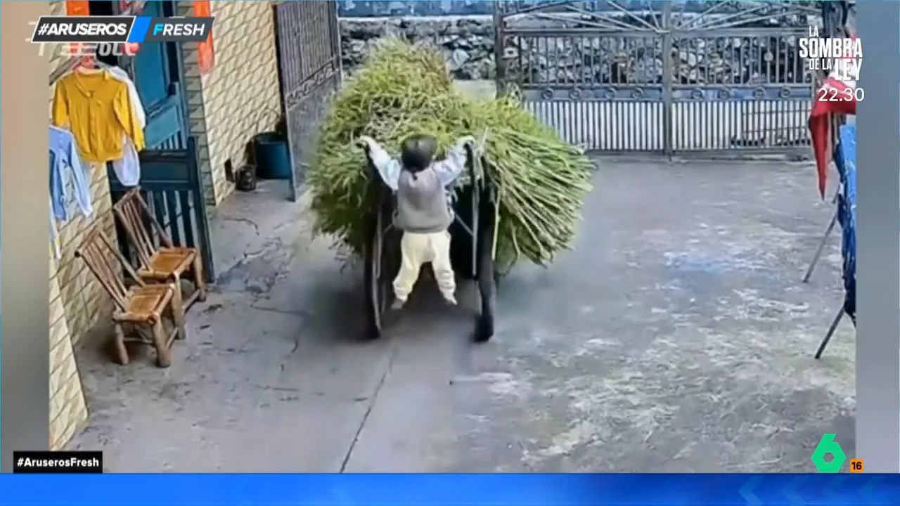 El gracioso momento de un niño al quedarse colgado de la carretilla al intentar cargar con miles de ramas 