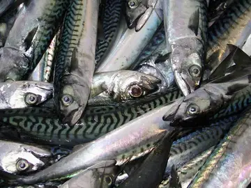 Varias doradas en una pescaderia Varias doradas en una pescaderia
