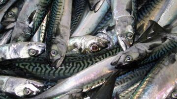 Varias doradas en una pescaderia