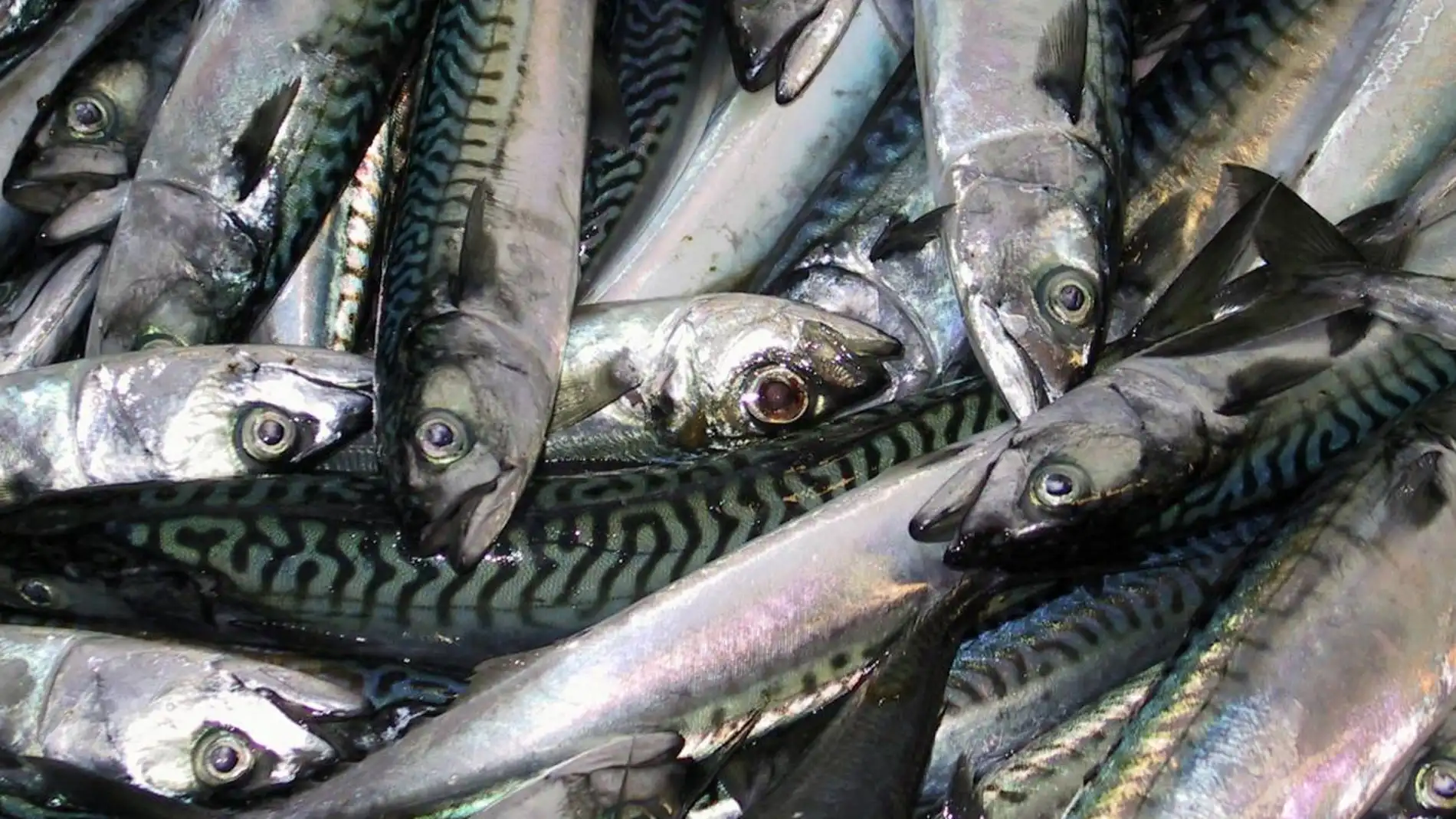 Varias doradas en una pescaderia Varias doradas en una pescaderia