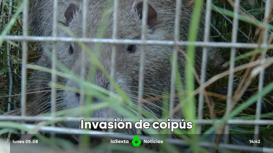 El coipú se expande en España, un roedor invasor que devora cultivos y arrasa hábitats El coipú se expande en España, un roedor invasor que devora cultivos y arrasa hábitats