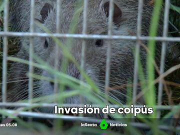 El coipú se expande en España, un roedor invasor que devora cultivos y arrasa hábitats