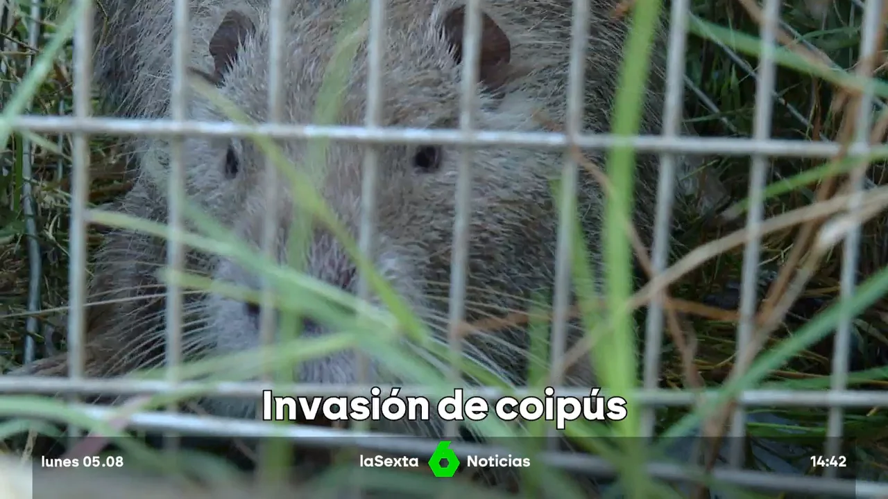 El coipú se expande en España, un roedor invasor que devora cultivos y arrasa hábitats