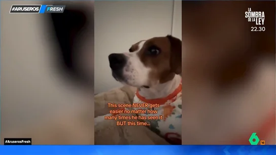 La reacción de un perro al ver 'El rey león': "He tenido que pedirle que se calme cuando ha aparecido Scar" La reacción de un perro al ver 'El rey león': "He tenido que pedirle que se calme cuando ha aparecido Scar"