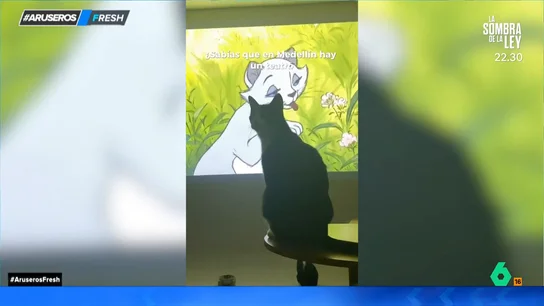 Cine para gatos Cine para gatos