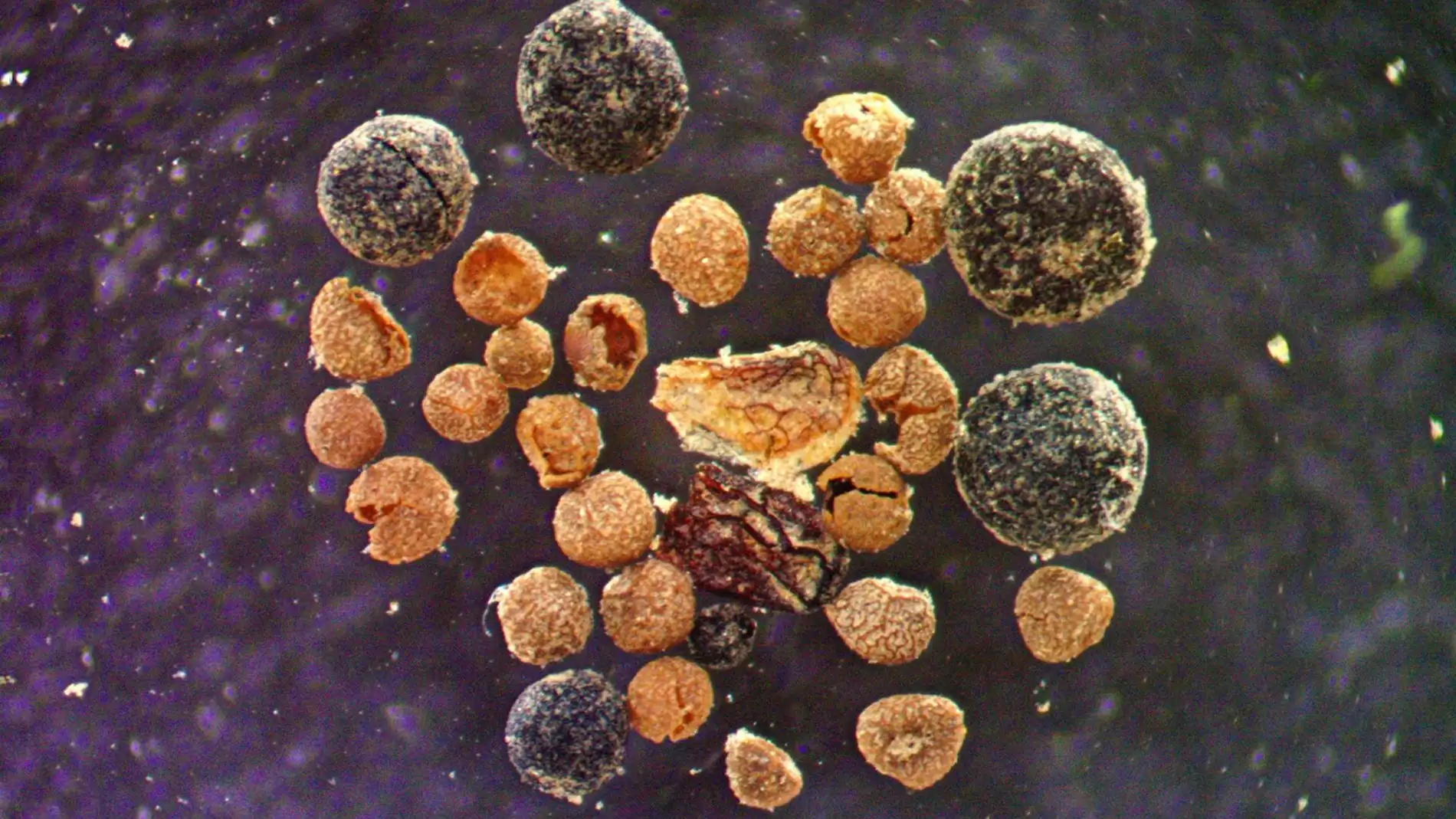 Brotes de sauce en microscopio Brotes de sauce en microscopio