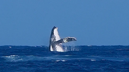 Una ballena, en la competición de surf de París 2024 Una ballena, en la competición de surf de París 2024