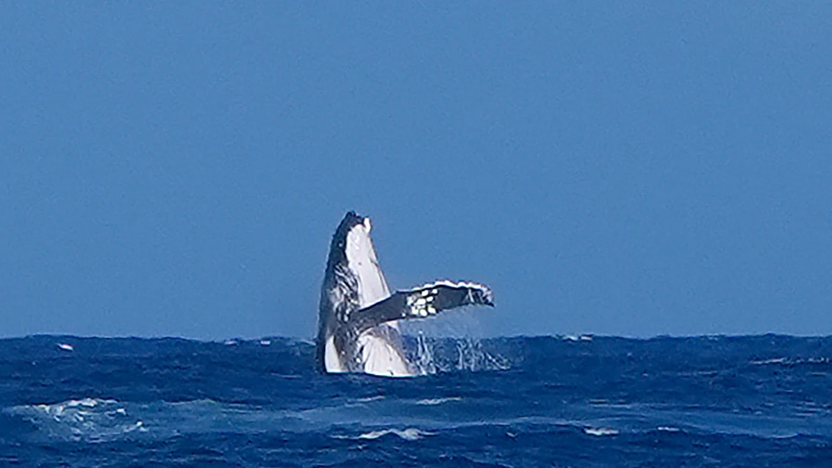 Una ballena, en la competición de surf de París 2024