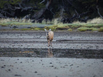 Huemul macho