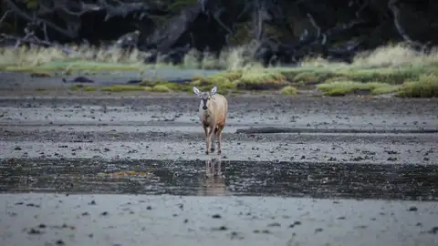 Huemul macho Huemul macho