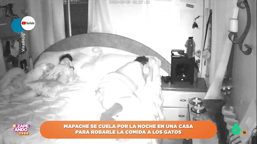 El animal aprovecha la oscuridad de la noche para colarse por una ventana y darse un festín con la comida del gato de la familia. ¿Será descubierto?