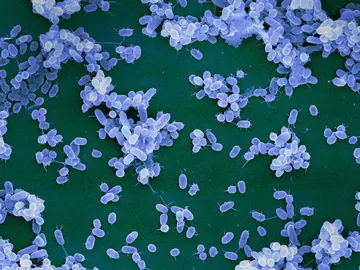 Imagen de microscopía de bacterias Imagen de microscopía de bacterias