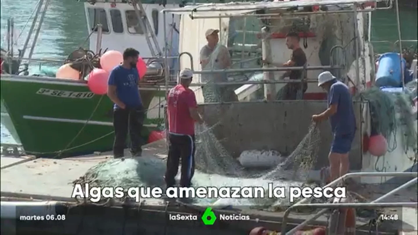 Pescadores de Cádiz, desesperados por la invasión del alga asiática: "Necesitamos alguna solución, ya no podemos más" Pescadores de Cádiz, desesperados por la invasión del alga asiática: "Necesitamos alguna solución, ya no podemos más"