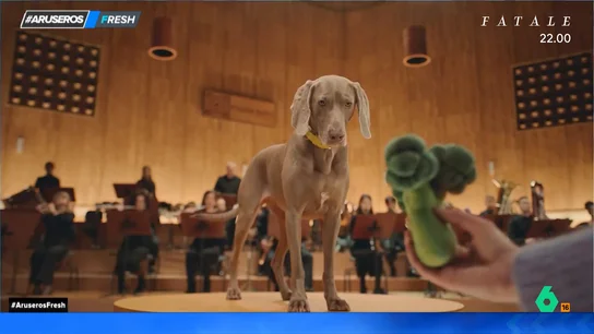 Esto es lo que ocurre cuando un perro se convierte en director de orquesta: "Suena mejor incluso" Esto es lo que ocurre cuando un perro se convierte en director de orquesta: "Suena mejor incluso"