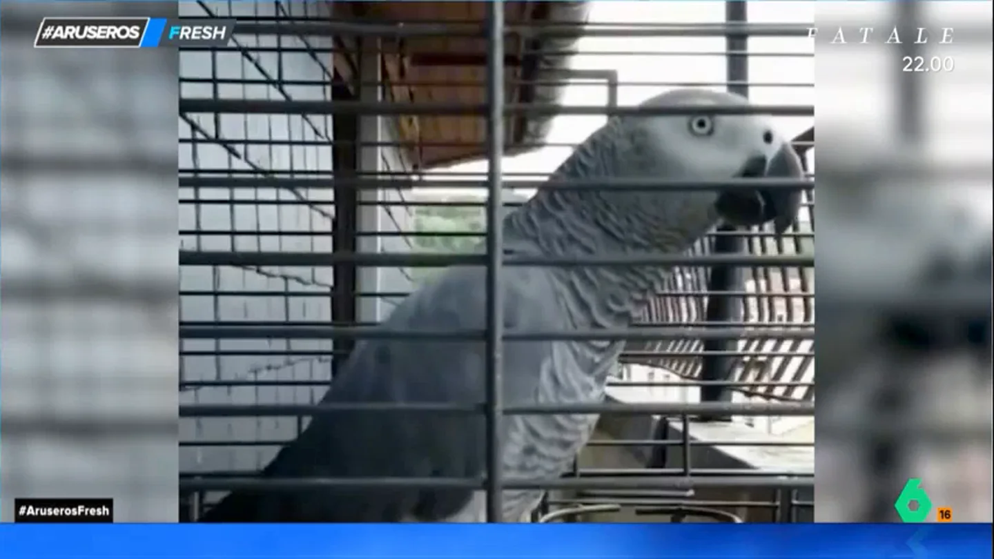 La viral reacción de un loro cada vez que suena un trueno en plena tormenta: "¡Qué susto!" La viral reacción de un loro cada vez que suena un trueno en plena tormenta: "¡Qué susto!"