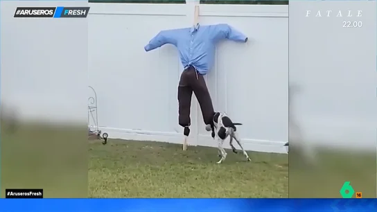 El divertido momento de un perro al intentar jugar a lanzar la pelota con un espantapájaros El divertido momento de un perro al intentar jugar a lanzar la pelota con un espantapájaros