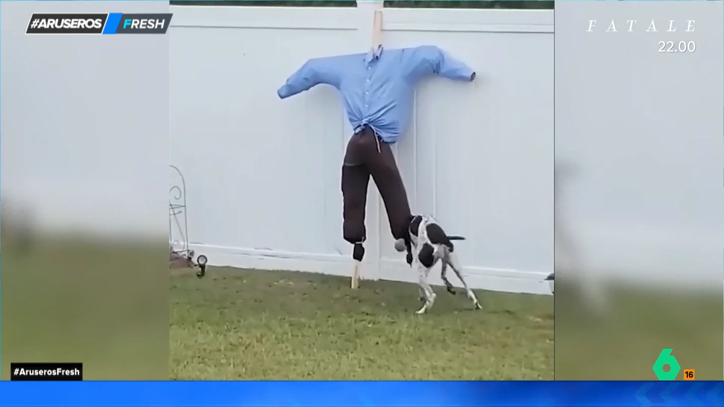 El divertido momento de un perro al intentar jugar a lanzar la pelota con un espantapájaros El divertido momento de un perro al intentar jugar a lanzar la pelota con un espantapájaros
