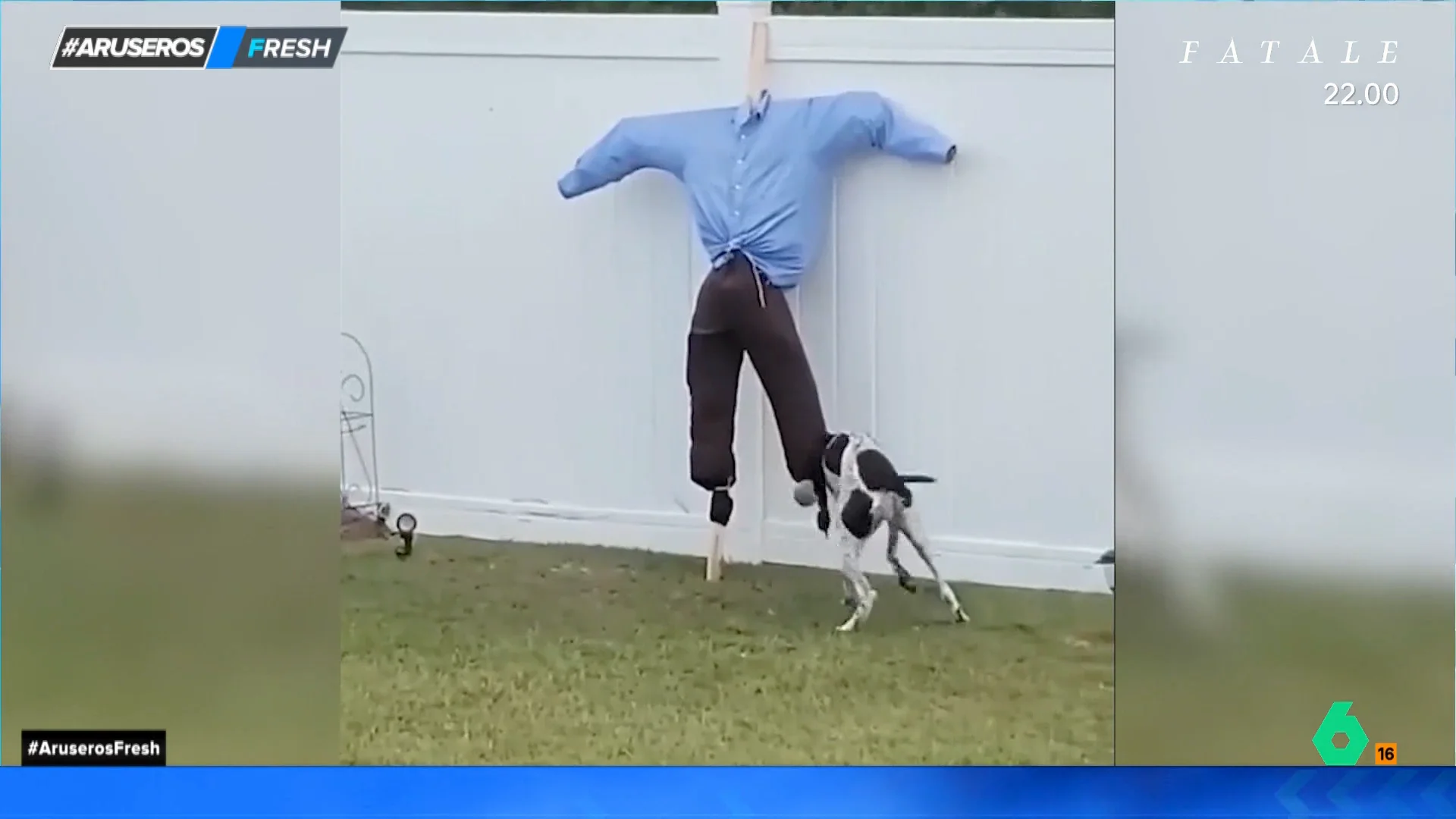 El divertido momento de un perro al intentar jugar a lanzar la pelota con un espantapájaros