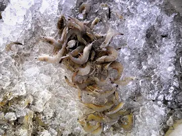 Mal etiquetado de un tercio de los productos de gambas y langostinos Mal etiquetado de un tercio de los productos de gambas y langostinos