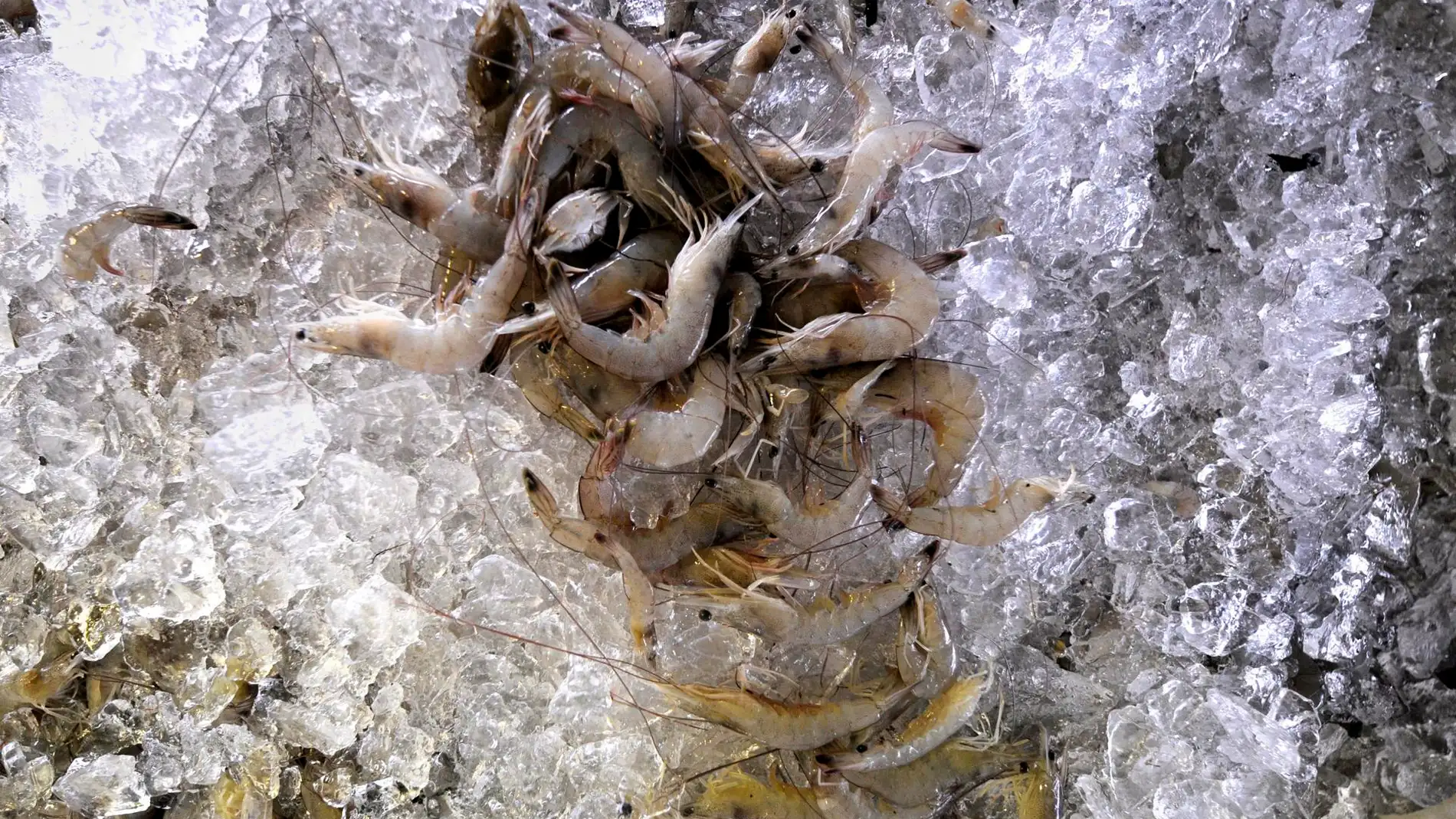 Mal etiquetado de un tercio de los productos de gambas y langostinos Mal etiquetado de un tercio de los productos de gambas y langostinos