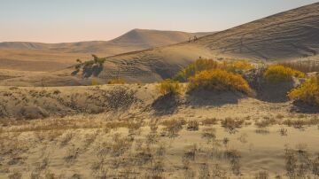 Un desierto con escasa vegetación