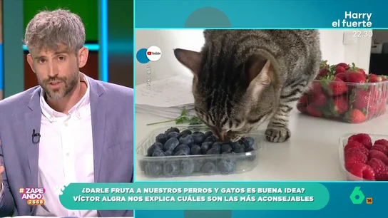El veterinario Víctor Algra explica qué frutas podemos dar a nuestras mascotas Con el aumento de las temperaturas, muchas personas dan fruta a sus mascotas como un snack que les ayuda a refrescarse. Pero, ¿son recomendables? Descúbrelo en el vídeo principal.