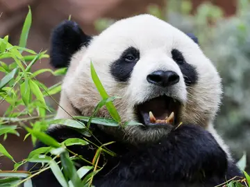 El panda Yun Chuan El panda Yun Chuan