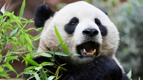 El panda Yun Chuan El panda Yun Chuan