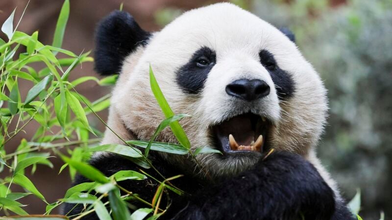 El Zoo de San Diego, en Estados Unidos, presenta a Xin Bao y a Yun Chuan, dos pandas gigantes traídos de China